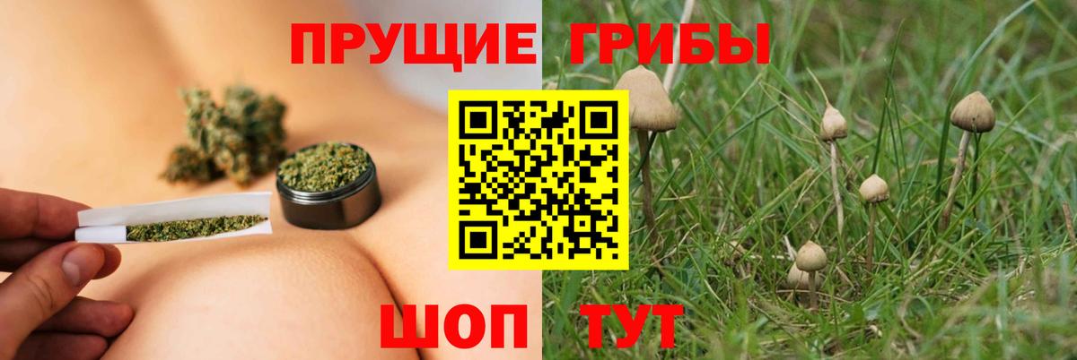 Дубна  Галлюциногенные грибы Cubensis  Вход с VPN 